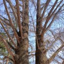 결국 긴 싸움 끝났다.. 윤석열 탄핵 선고일 결정, 생각지도 못한 결단에 국힘 멘붕, 윤석열은 이제 끝났다 이미지