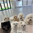 반려담애견유치원 이미지