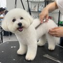 동일애견샵 | 노원애견미용학원 자영업 접고 기술직으로 바꾸기로 했습니다