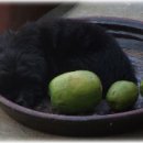 전통한옥민박 이미지