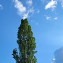 미루나무 이미지