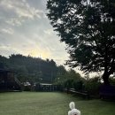 애견펜션 돌봄 이미지