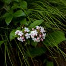 댕강 댕강 이미지