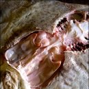 쌈지식당 이미지