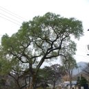 영천 약남리 회화나무 이미지