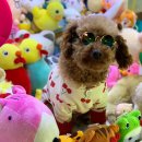 인형뽑기왕놀이터 이미지