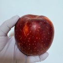 대박사과농원 | 매년 3주만 만날 수 있는 특별한 선물, 문경 대박농원 감홍 사과 후기! 3년째 정 주행
