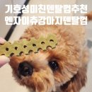 별덴탈 | 강아지덴탈껌 추천｜치석 제거 제대로 되는 엔자이츄 솔직 후기 (기호성까지 완벽)