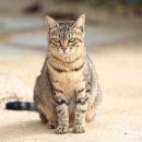 삼마네개냥이 이미지