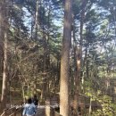 잣향기 자전거길 | 가평 잣향기숲 후기｜조용히 아껴두고 싶던 힐링 장소