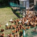 산골농장 이미지