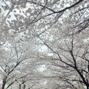 도원중학교 | ​🌸 [오늘 여기] 대구 도심속 숨은 벚꽃 명소, 흩날리는 도원중학교 앞 벚꽃길 +카페, 맛집추천