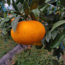 대성농원 이미지