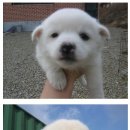 아기강아지 이미지