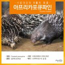 포큐파인