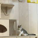 고양이카페 아이캣유 이미지