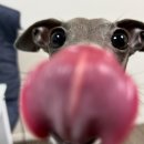 오리궁디 이미지