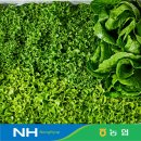 캐시워크 하는사람?? 유러피안샐러드 1kg 5,440원 이미지