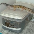 LeopardGecko - Breeding &amp; Hatching 이미지