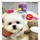 백설애견 이미지