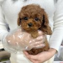 광주애견경매장 | 광주강아지무료분양 토이애프리푸들