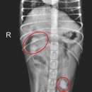 삼화 우수한 동물병원 이미지