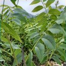 부목농장 이미지