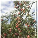 선바위농원 이미지