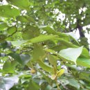 청계산(8/23) 찰피나무, 야광나무, 계수나무, 고욤나무, 참나무, 개모시풀 이미지