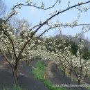 금강농원 이미지