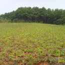 원두골농장 이미지