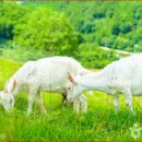 시내목장 이미지