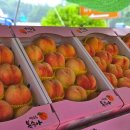 팜마켓 | 영덕휴게소 복숭아장터 후기 영덕팜마켓 추천