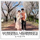 낙동제방 연육교 엘리베이터 앞 | 부산벚꽃명소, 낙동제방벚꽃길 9개월 아기와 다녀온 후기(+주차정보)