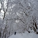 1월 31일 산행 공지/ 소백산 눈꽃 산행을 기대하며..... 이미지