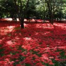 서산동 시화골목 이미지