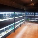 코보아쿠아 이미지