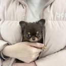 인천강아지분양 테디럽 이미지