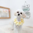 쿨독펫샵 이미지