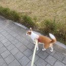 꼬망스 펫 살롱 이미지