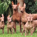 도그헤어 이미지