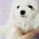 몽글몽글 이미지