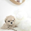 리틀꼬마김밥조양점 | 리틀꼬마 김밥 수원 영통점