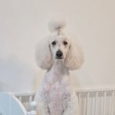 딜라잇독 이미지