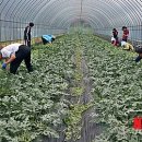 석인1리 이미지