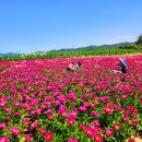 미리가본 합천 핫들생태공원 황강변 작약꽃단지 ( 경남, 합천 ) 이미지