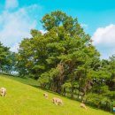 경사목장 이미지