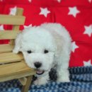 계룡애견 이미지