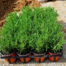 나로 in 해 이미지