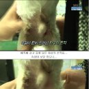 안녕, 멍멍아 이미지